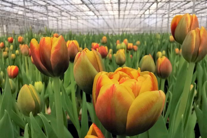 Ketvirtis milijono lietuviškų tulpių skelbia pavasarį